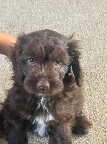 Lovely miniature cockapoo puppes
