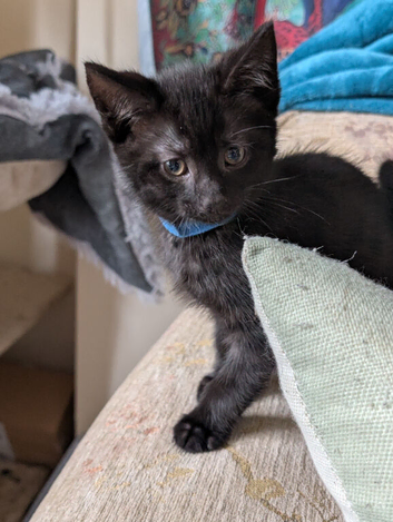 Beautiful Black kittens looking for forever home