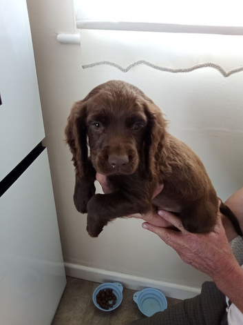 Working cocker spaniel puppies