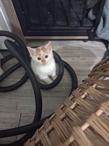 White and ginger kittens