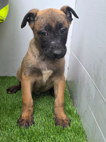 Belgium Shepherd puppies for sale
