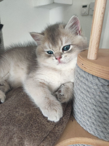 TICA reg British golden chinchilla