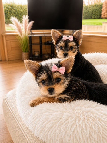 2 female yorkies ready for their forever home