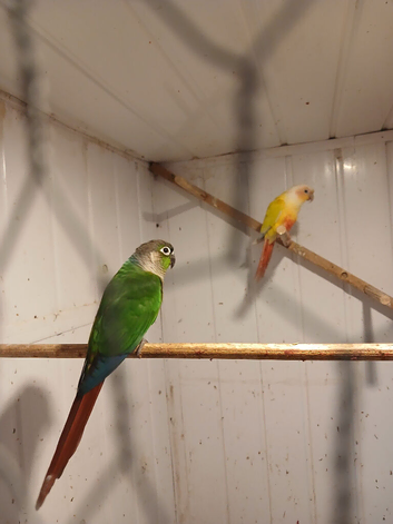 Nice pair conures for ssle will swop.on budgies.boarkes.kaks