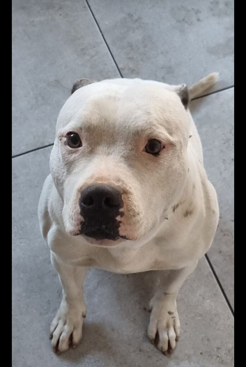 White&blue staffy
