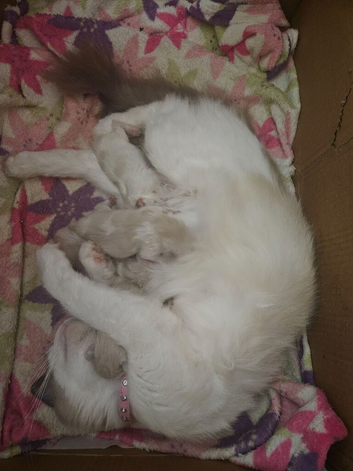 Ragdoll kittens