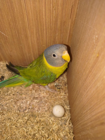 Plumhead parakeets proven pairs