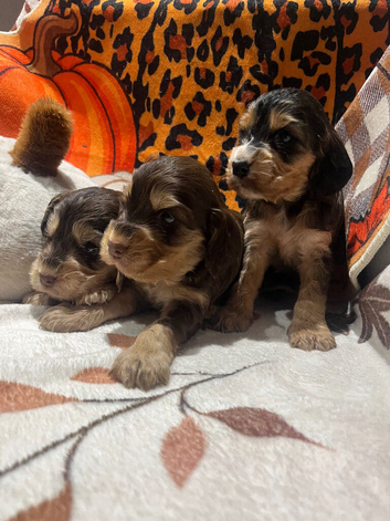 Show cocker spaniel puppies
