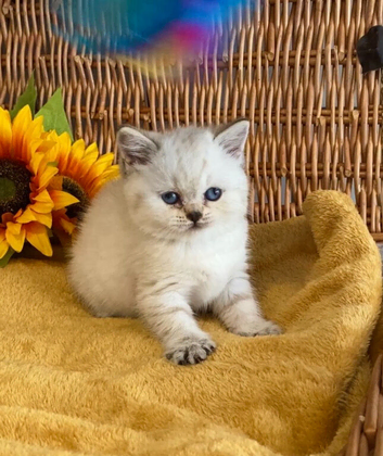 ABSOULETLY STUNNING PURE BRED BSH KITTENS