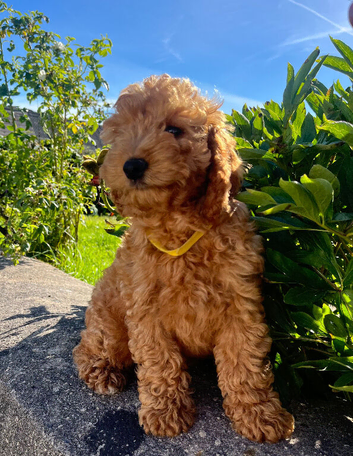 Cockapoo boy puppy