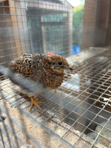 1 Pair Chinese Painted Quail