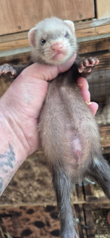 Ferret kits ....