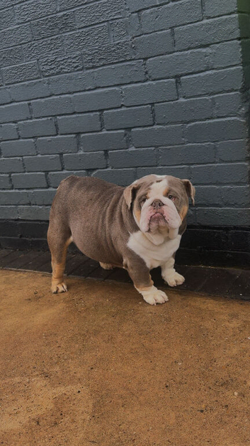 English Bulldogs X2