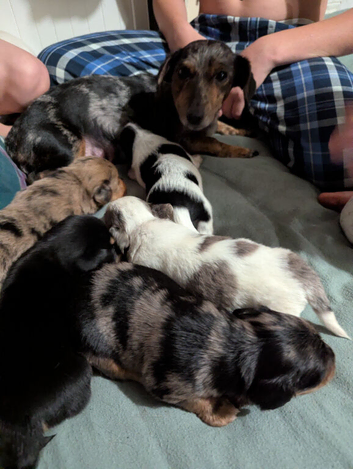 Beautiful Cocker Spaniel &times; Dachshund Cross Puppies