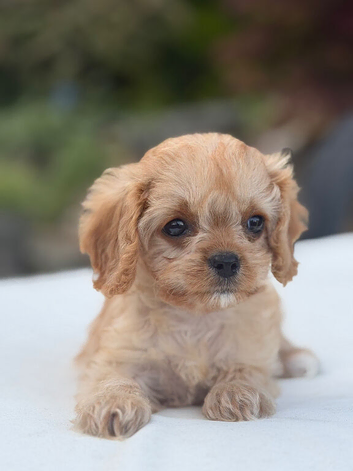 Health tested Cavapoos