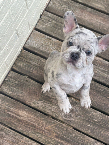 Stunning pup looking for his forever home