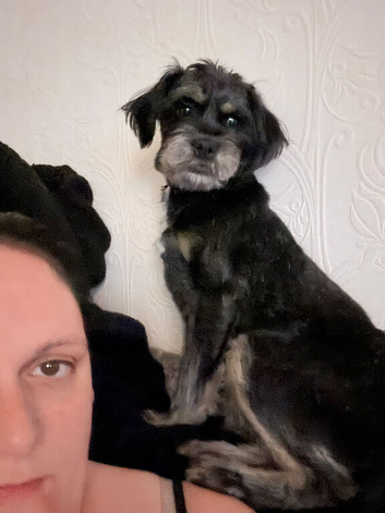 Female shorkie for sale