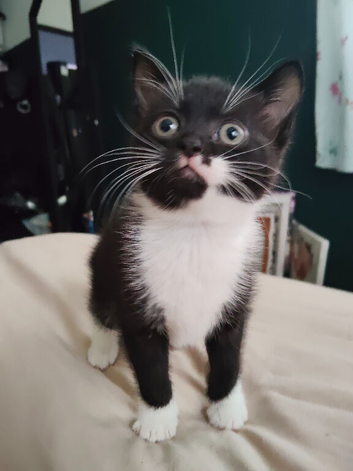 Back and white kitten