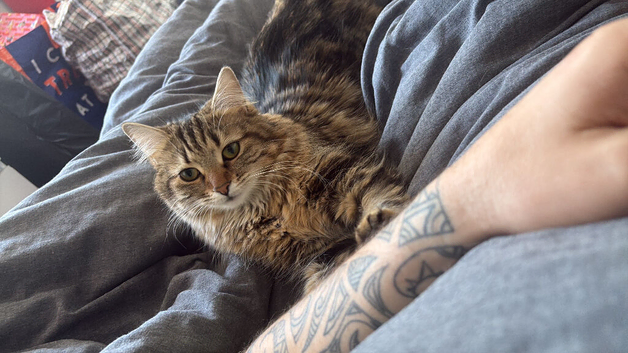 2 cats for rehoming