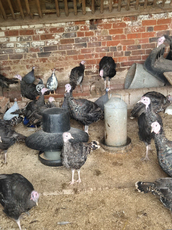Young bronze Turkeys