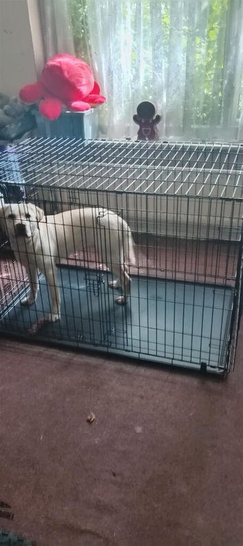 Labrador retriever