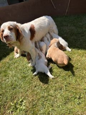 Lovely litter of Clumber X spaniels
