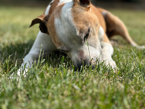 Roxy for rehome due to moving overseas