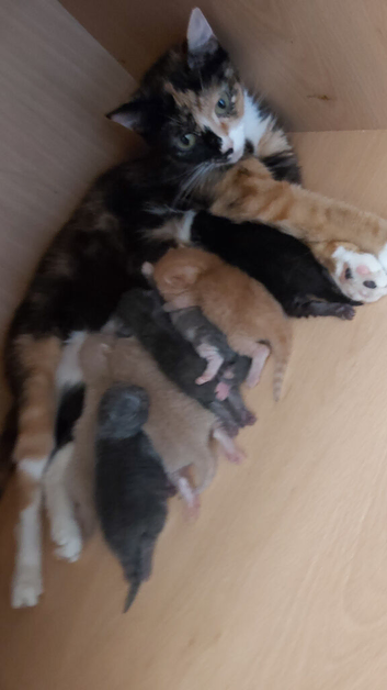 Last little boy from litter of 7 &pound;150