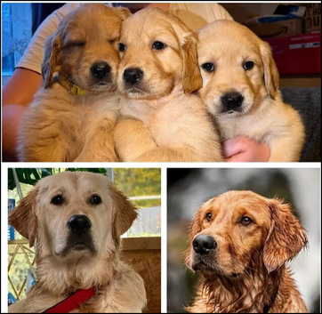 Beautiful Golden Retriever Puppies &ndash; 3 Boys & 3 Girls