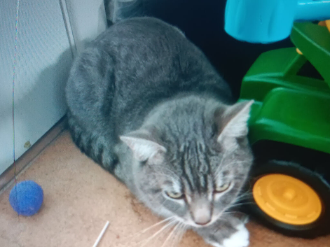 Cat &pound;50