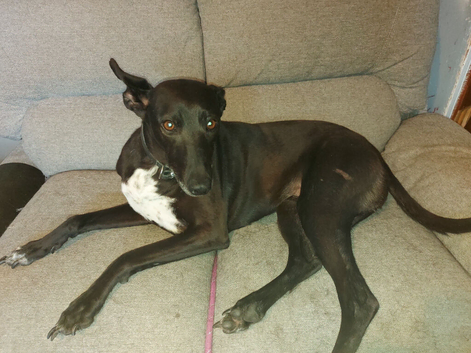 7 years old Lady needs new home