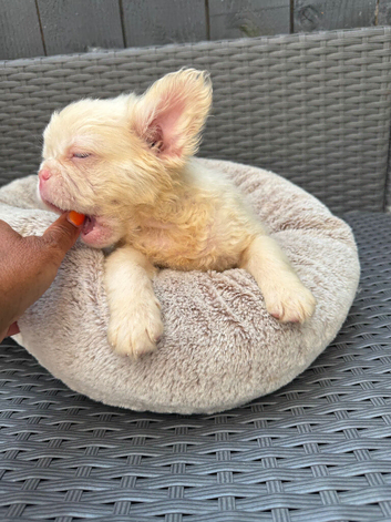 Full fluffy French bulldog boy