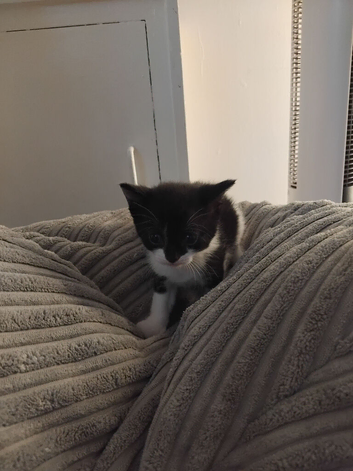Kittens for sale