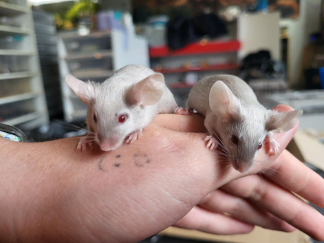 Dove females
