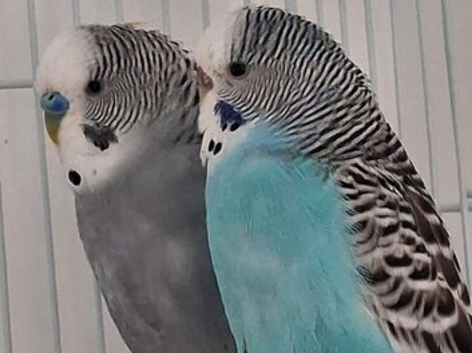 Budgie