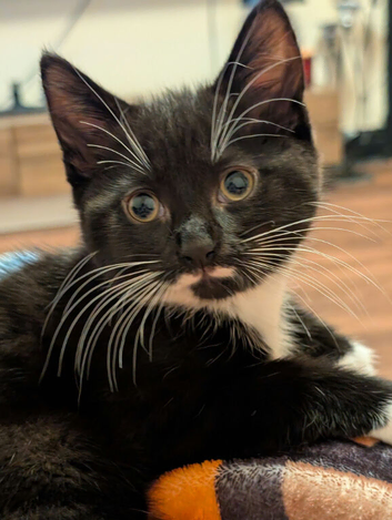 12 week old male kitten