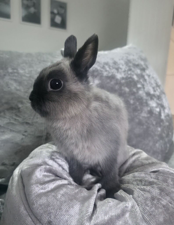 Netherland Dwarf Doe