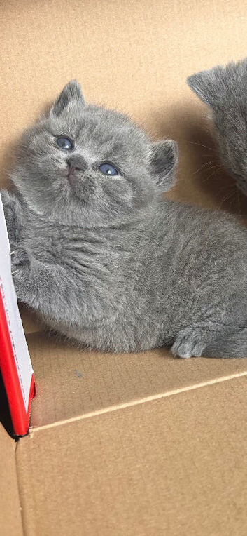 Beautiful kittens