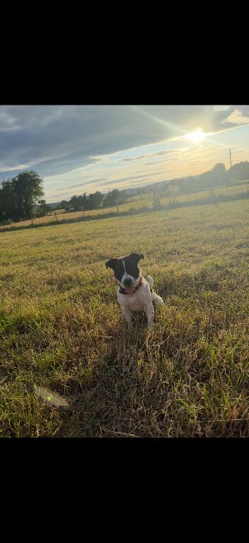 Pure jack Russel for stud