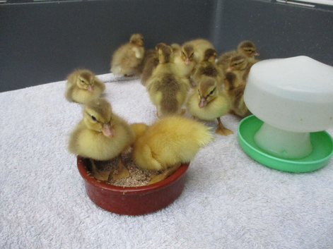 Call Ducklings