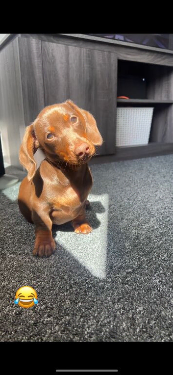 5month dachshund puppy