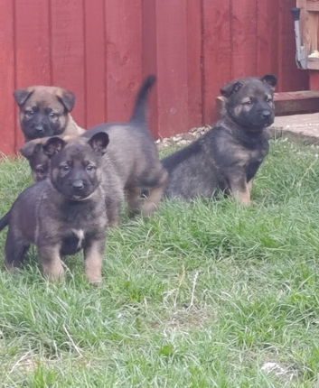 Beautiful German Shepherd X Belgium Malinois (Shepinois) puppies