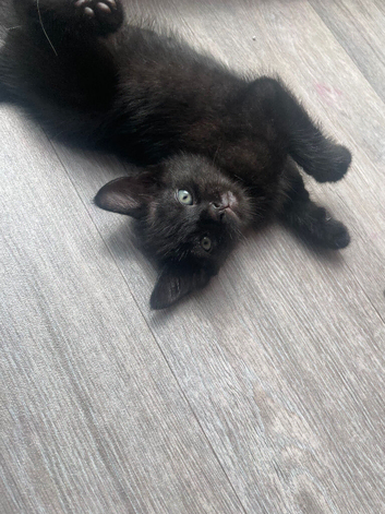 Black/dark brown tabby