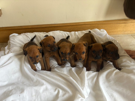 Lakeland terrier x dachshund puppies