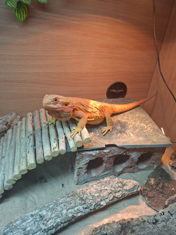 Bearded dragon and vivarium