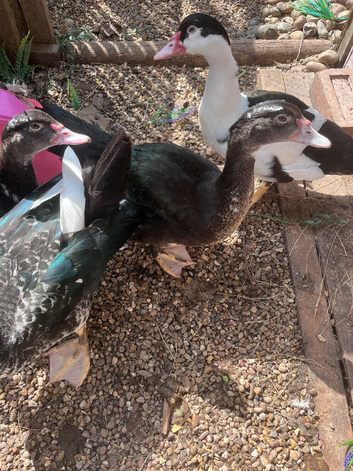 Stunning Muscovy boy