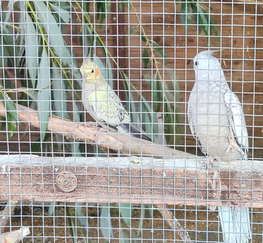 Baby cockatiels