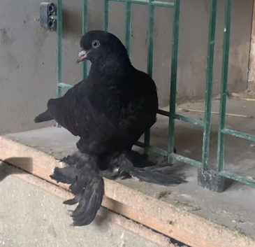 tumbler pigeons looking for new postcode