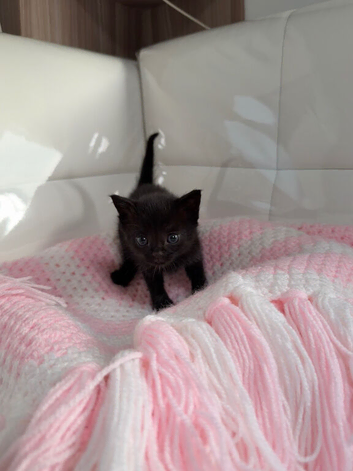 Cute and fluffy kittens almost ready