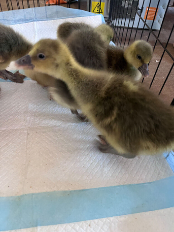 Goslings for sale